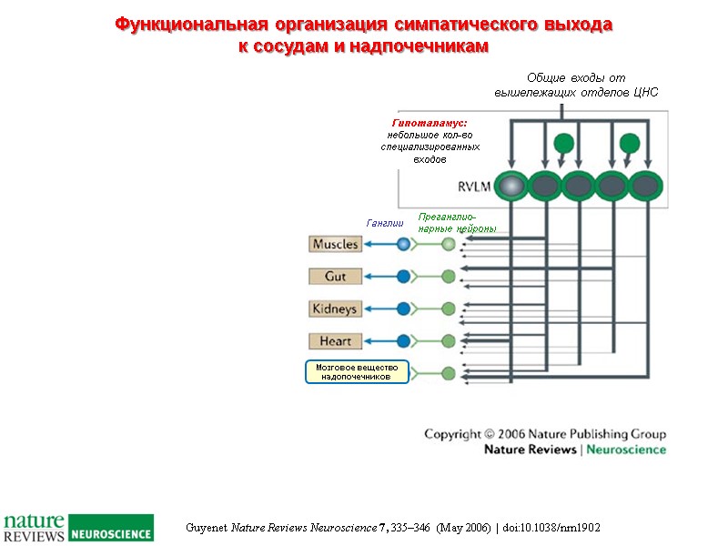 Guyenet Nature Reviews Neuroscience 7, 335–346 (May 2006) | doi:10.1038/nrn1902 Функциональная организация симпатического выхода